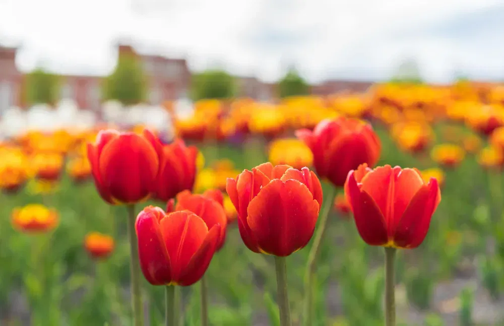 Tulpentag am Breitscheidplatz in Berlin: 10 Kostenlose Tulpen