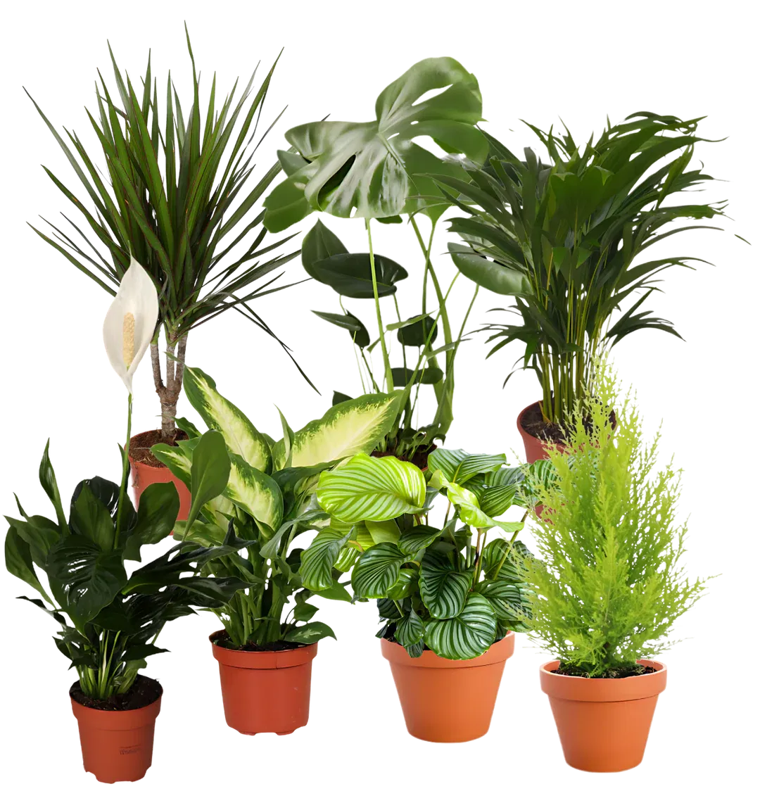 7er Pflanzenset (Monstera Einblatt Dieffenbachie Drachenbaum Korbmarante Goldfruchtpalme Zimmerzypresse  40-60cm Ø) ab 34,09 € inkl. Versand