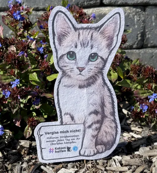 Kostenloses Samenpapier Katze bestellen – Vergissmeinnicht-Blume für mehr Sichtbarkeit von Straßenkatzen