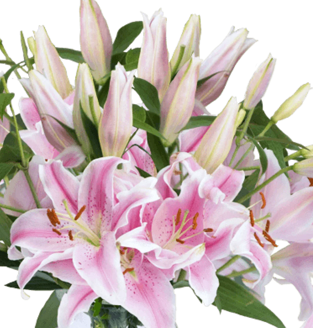 Blumenstrauß aus 10 pinken Lilien ab 25,99 € inkl. Versand