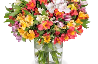 Blumenstrauß aus 20 Inkalilien mit bis zu 100 Blüten ab 25,99 € inkl. Versand