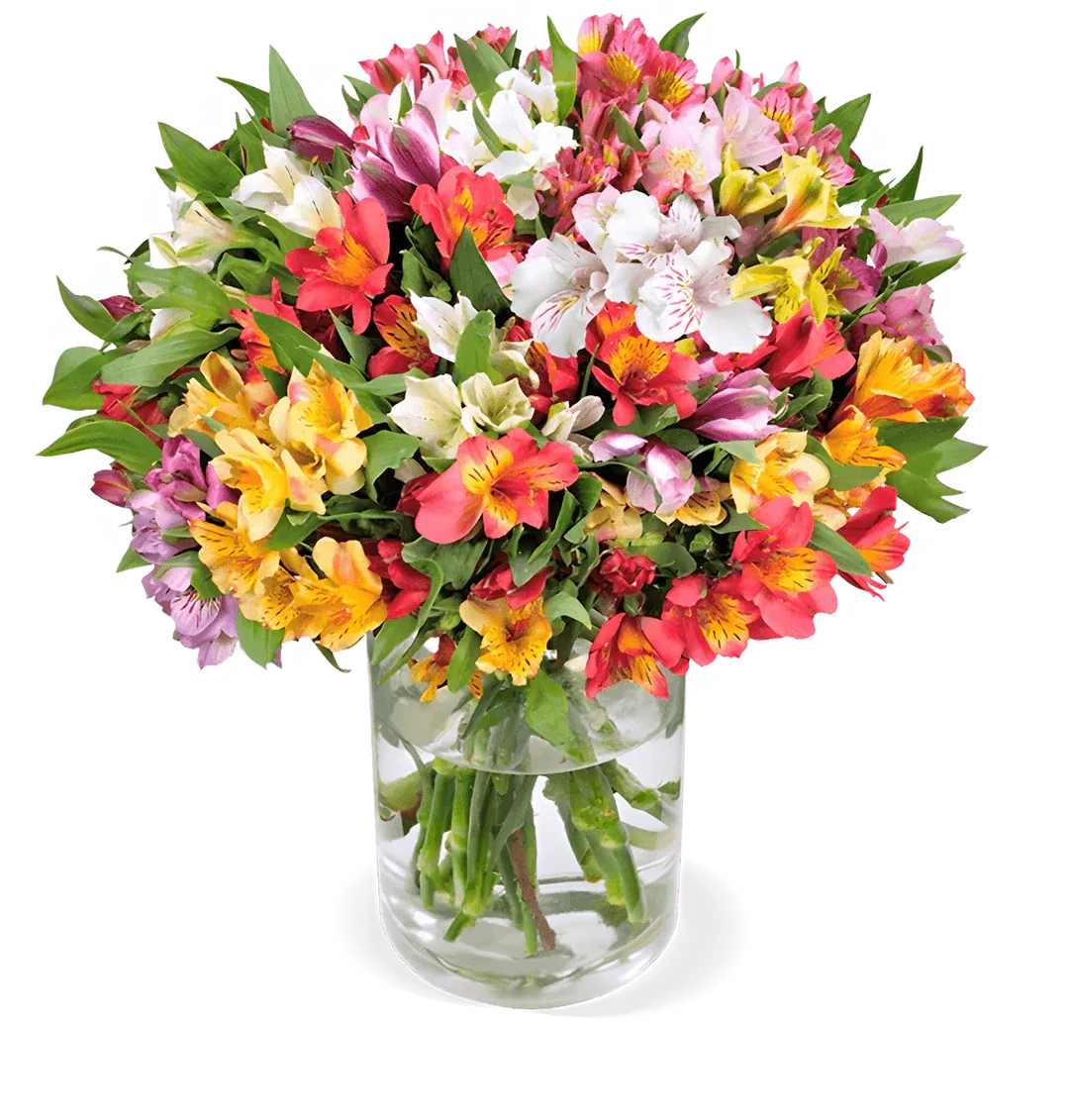 Blumenstrauß aus 20 Inkalilien mit bis zu 100 Blüten ab 25,99 € inkl. Versand