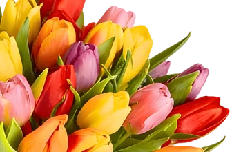 Blumenstrauß aus 22 bunten Tulpen