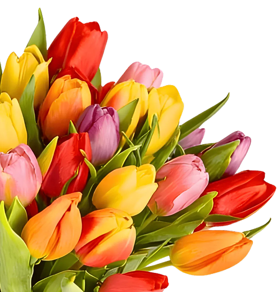 Blumenstrauß aus 22 bunten Tulpen ab 25,99 € inkl. Versand