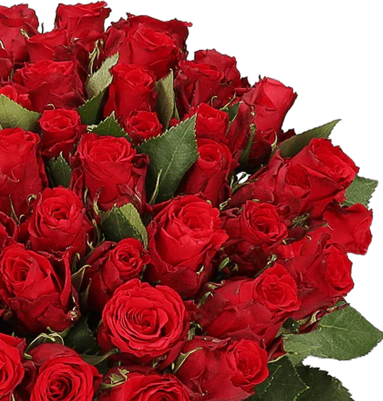 Blumenstrauss aus 50 roten Rosen direkt Schnäppchen, Deals und Rabattcodes des Tages: Blumenstrauß aus 50 roten Rosen