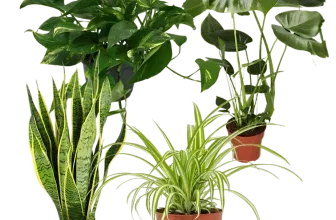 EasyCare 4er-Pflanzenset mit Monstera, Bogenhanf, Efeutute und Grünlilie