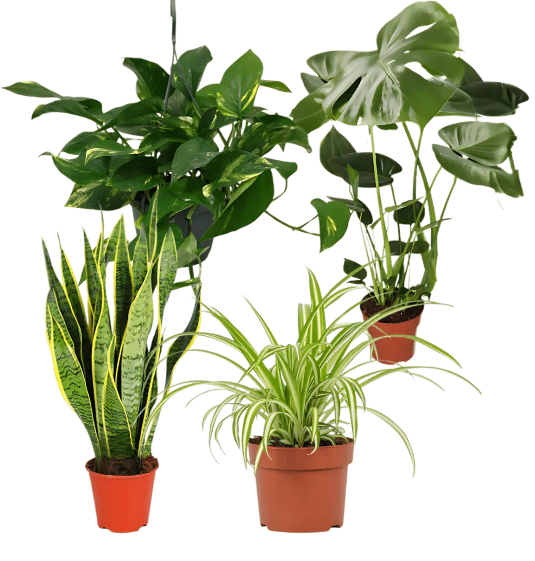 EasyCare 4er Pflanzenset Schnäppchen, Deals und Rabattcodes des Tages - EasyCare 4er Pflanzenset