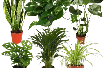 EasyCare Pflanzenset 6er Set (ca. 30-60 cm) ab 30,49 € inkl. Versand