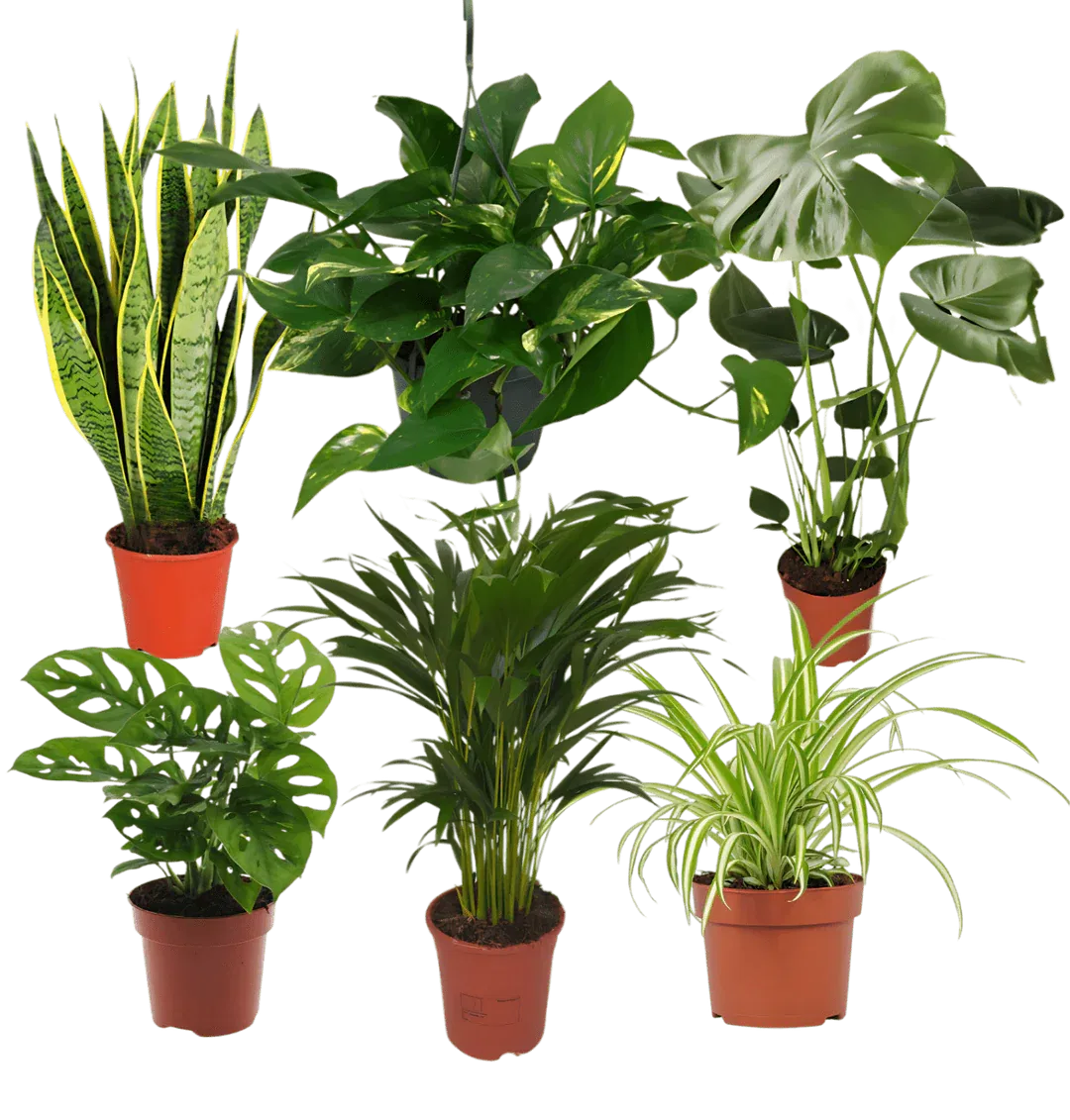 EasyCare Pflanzenset 6er Set (ca. 30-60 cm) ab 30,49 € inkl. Versand