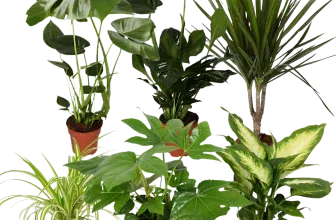 Luftreiniger 6er Pflanzen-Set (ca. 40-70 cm) ab 30,49 € inkl. Versand