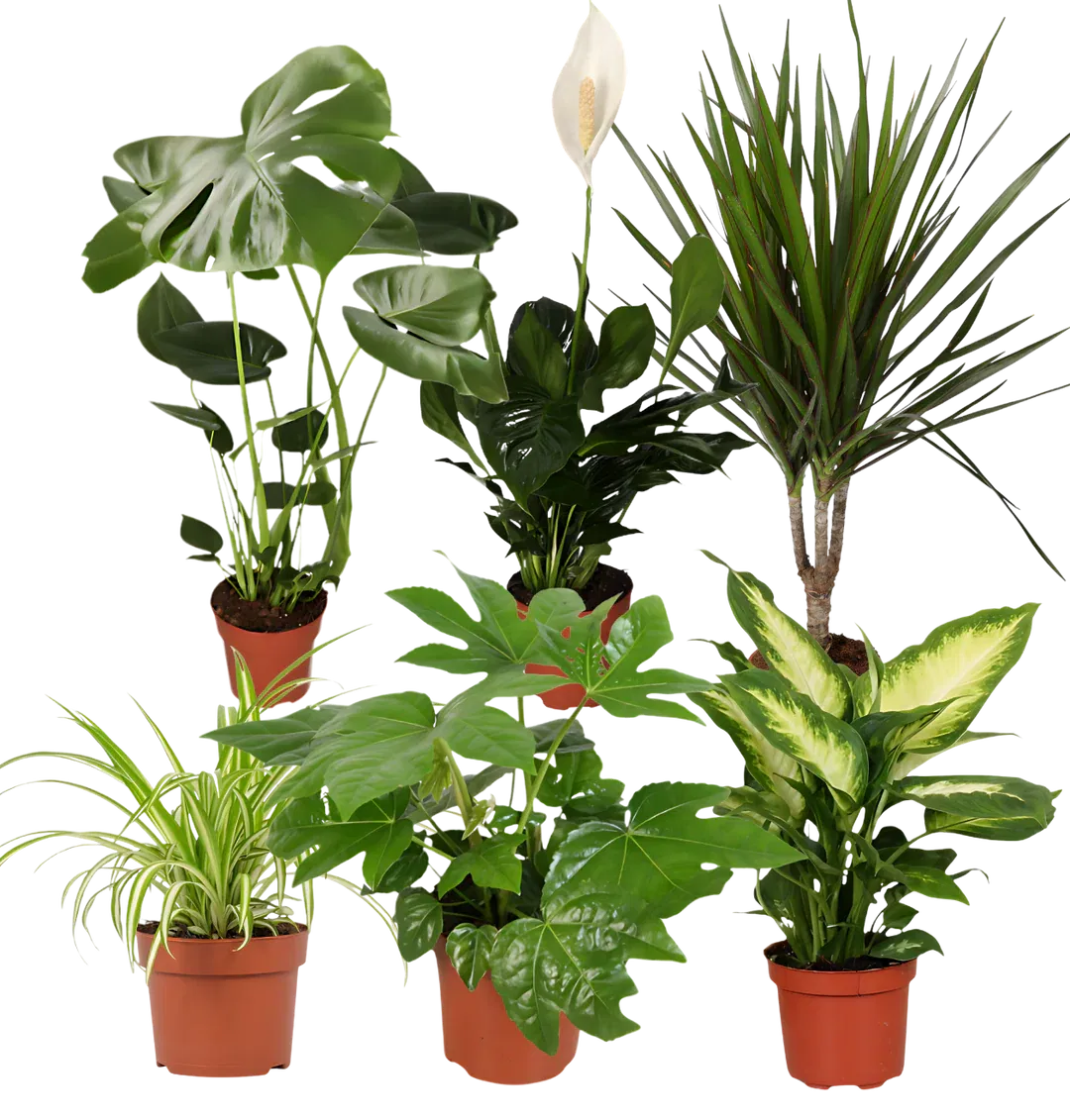 Luftreiniger 6er Pflanzen-Set (ca. 40-70 cm) ab 30,49 € inkl. Versand