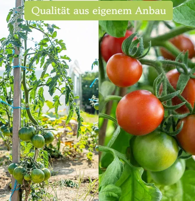 OwnGrown Tomaten Samen Set Schnäppchen, Deals und Rabattcodes des Tages: OwnGrown Tomaten Samen Set