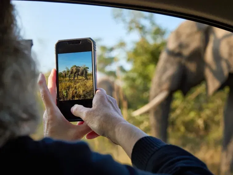 Person Fotografiert Elefanten Im Safari-Auto