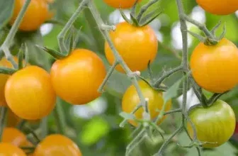 Schnäppchen, Deals und Rabattcodes des Tages - Sunviva Bio-Tomatensamen