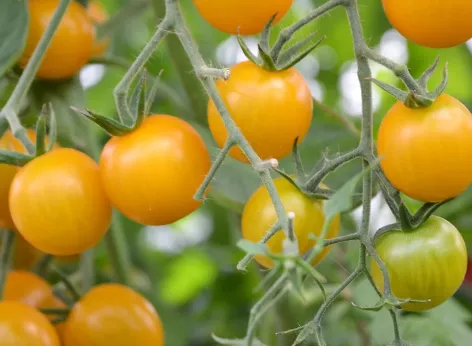 Gratis Tomatensamen „Sunviva“: Newsletter abonnieren und Saatgut geschenkt bekommen 🌱🍅