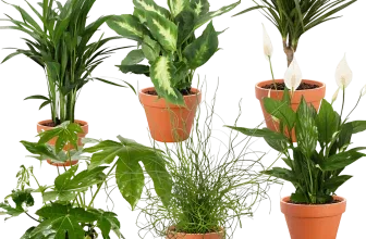 Tropical Jungle 6er Pflanzenset mit 6 exotischen Zimmerpflanzen