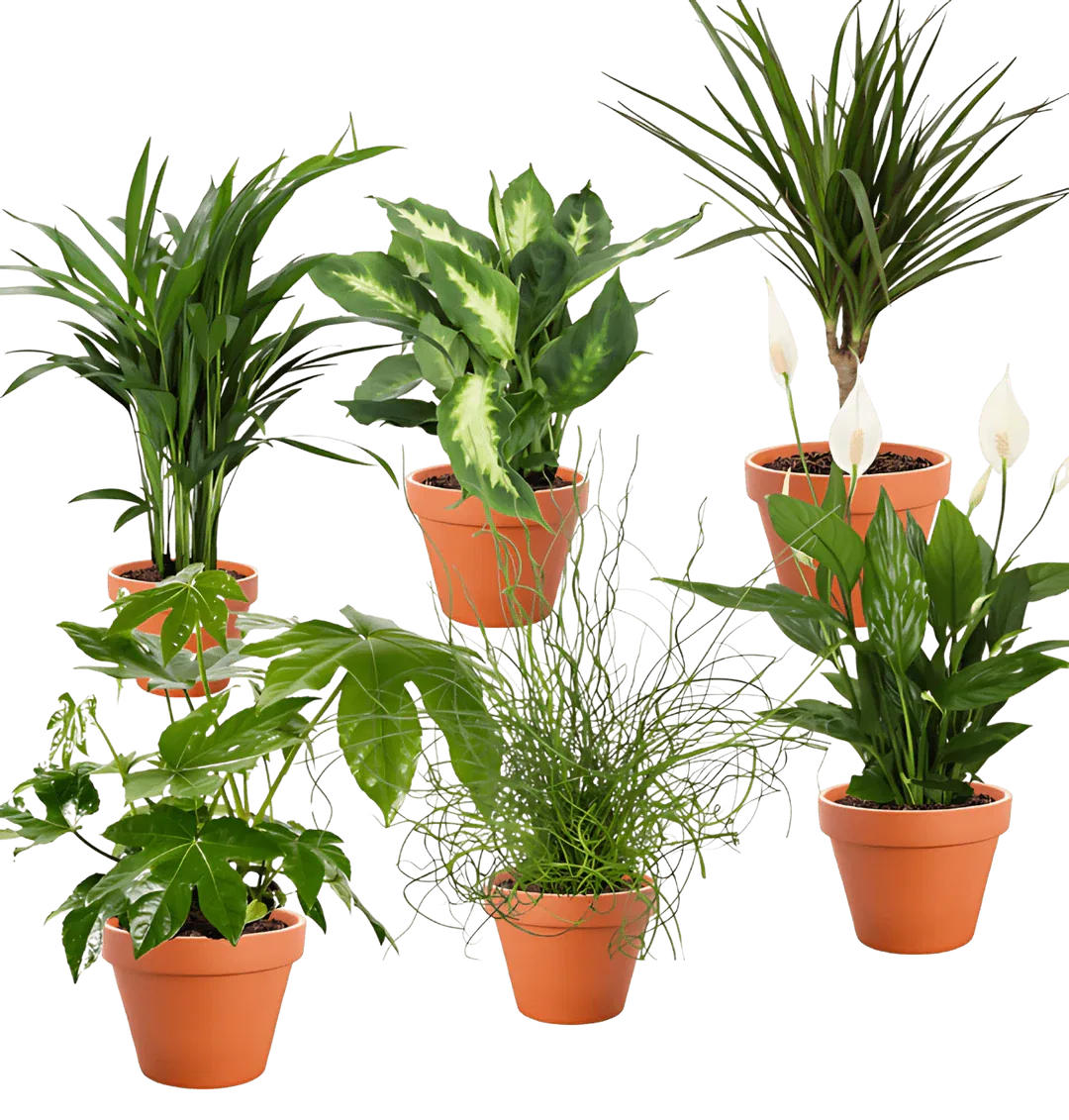 Tropical Jungle 6er Pflanzenset (Fatsia Goldfruchtpalme Korbmarante Einblatt Liebeslocke Drachenbaum, 40-60cm) ab 30,49 € inkl. Versand