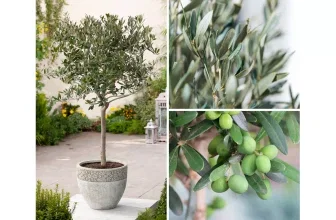 Winterharter Olivenbaum XXL im Topf