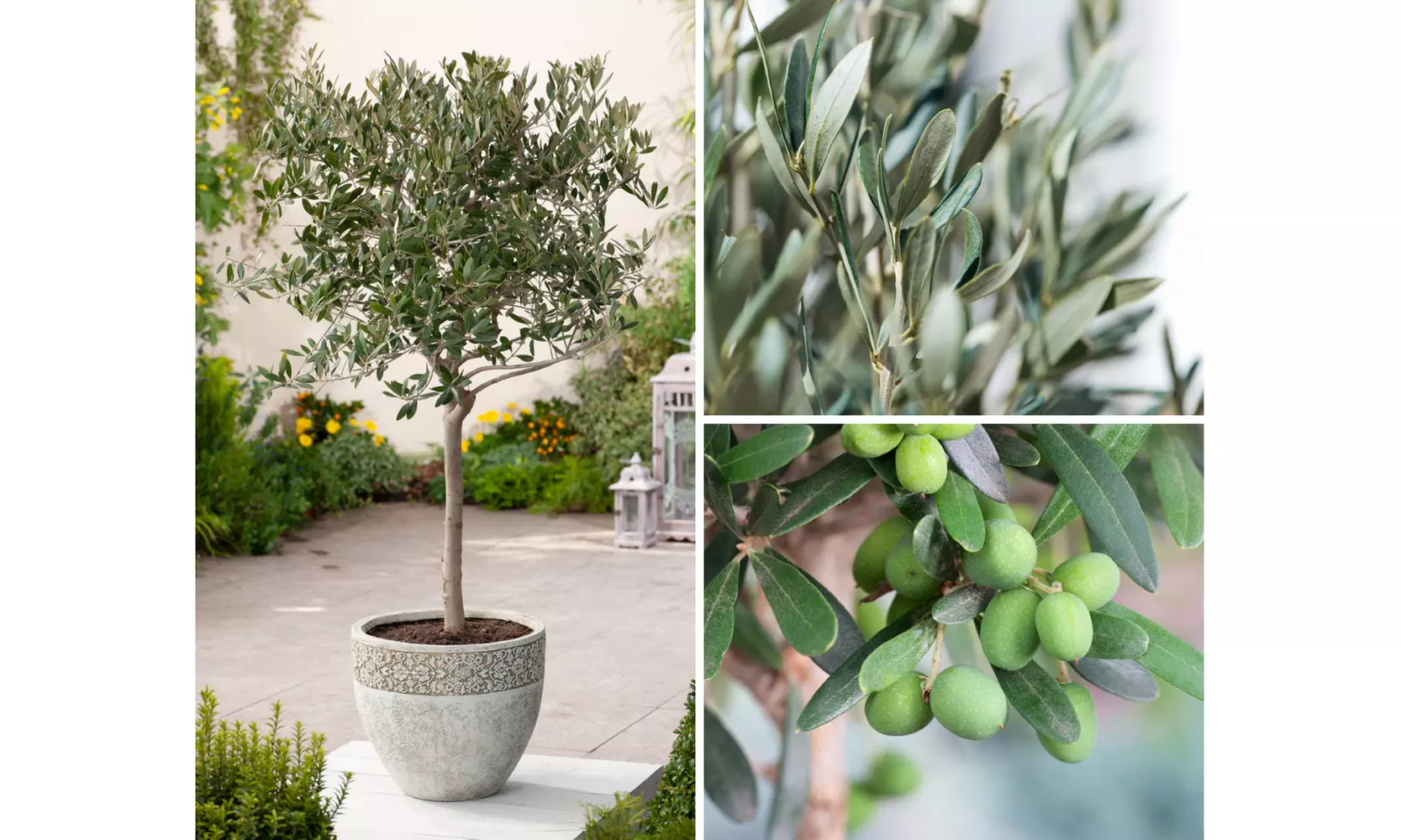 Winterharter Olivenbaum XXL