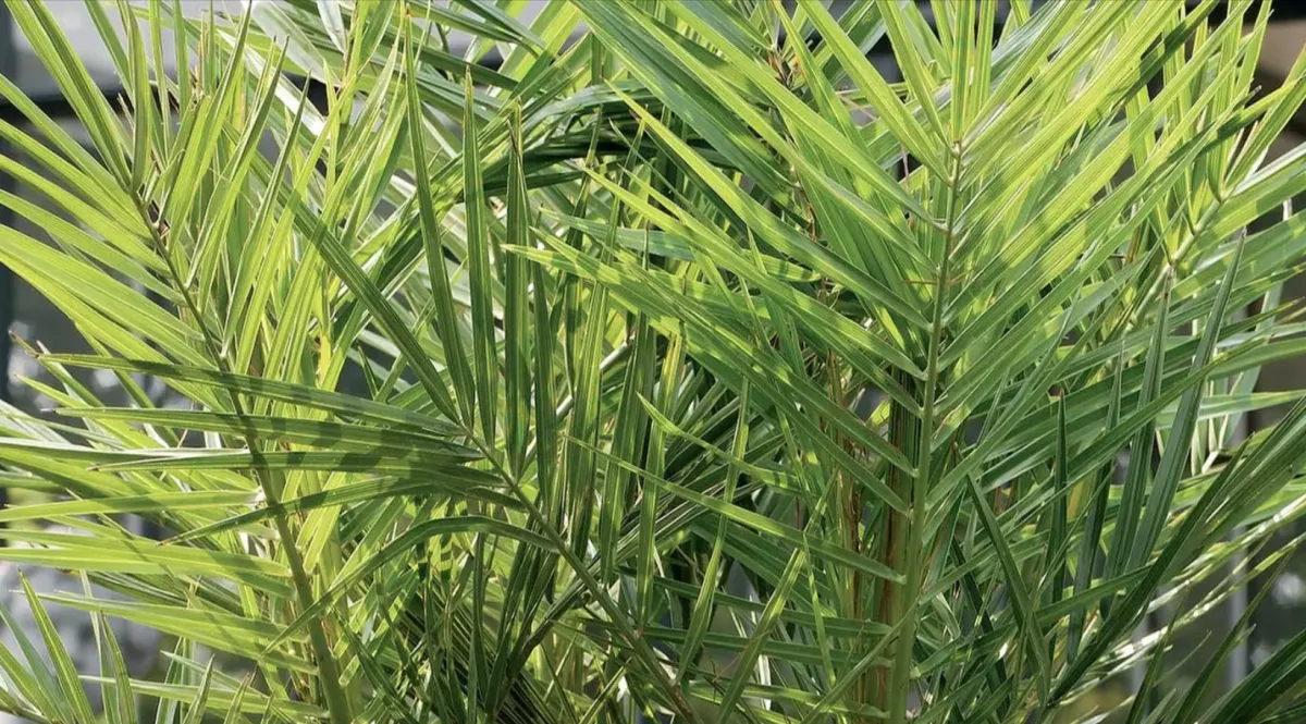 1 Kanarische Dattelpalme (50-60cm)