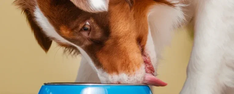 Rückruf: Tackenberg Hundefutter & Katzenfutter – das solltet Ihr jetzt wissen