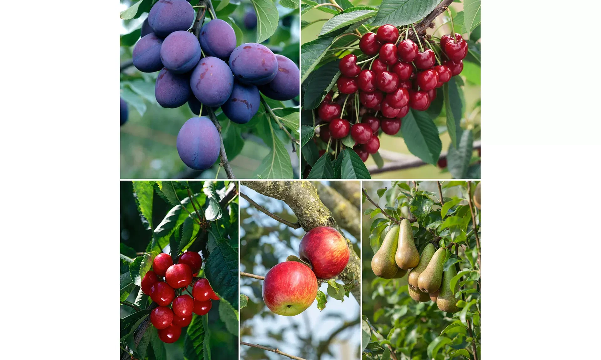 Obstbaeume 5er Pack Obstbäume 5er Pack