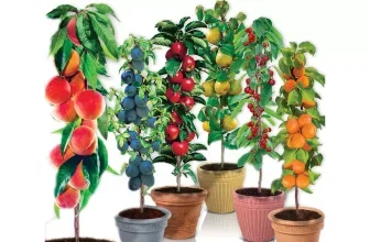 Selbstbefruchtende Säulen-Obstbäume 4er Set