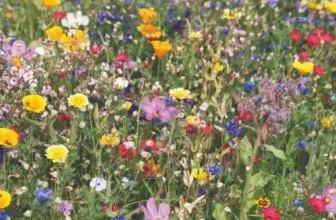 Ein farbenfroher Garten mit verschiedenen Sommerblumen