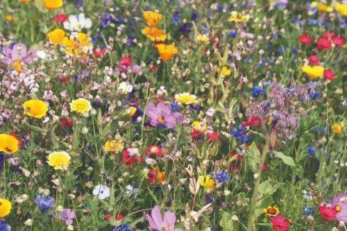 Gratis Blumensamen von hallo hessen – Sommerblumensamen kostenlos