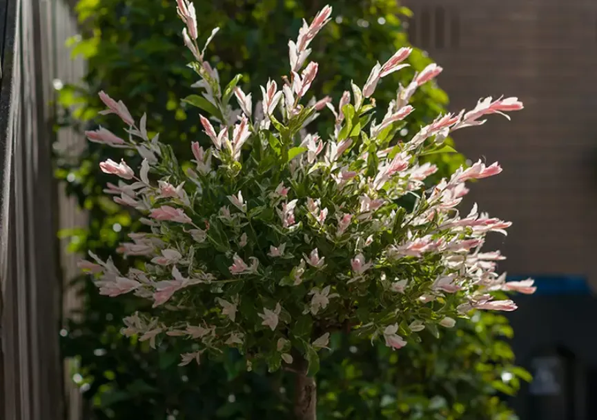 Bis zu 67 Rabatt auf 1x 2x oder 4x Flamingobaum Hakuro Nishiki Groupon Shopping 06 14 2026 10 31 AM