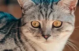 Ein graues Katzen Gesicht mit gelben Augen
