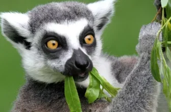 Kinderfreikarte zum Weltkindertag im Serengeti-Park Hodenhagen