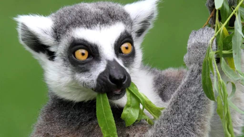 Kinder kostenlos in den Serengeti-Park: Weltkindertag-Aktion am 19. und 20. September