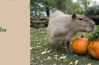 Halloween im Zoo Leipzig 2026 mit kostenlosem Eintritt für verkleidete Kinder bis 16 Jahre