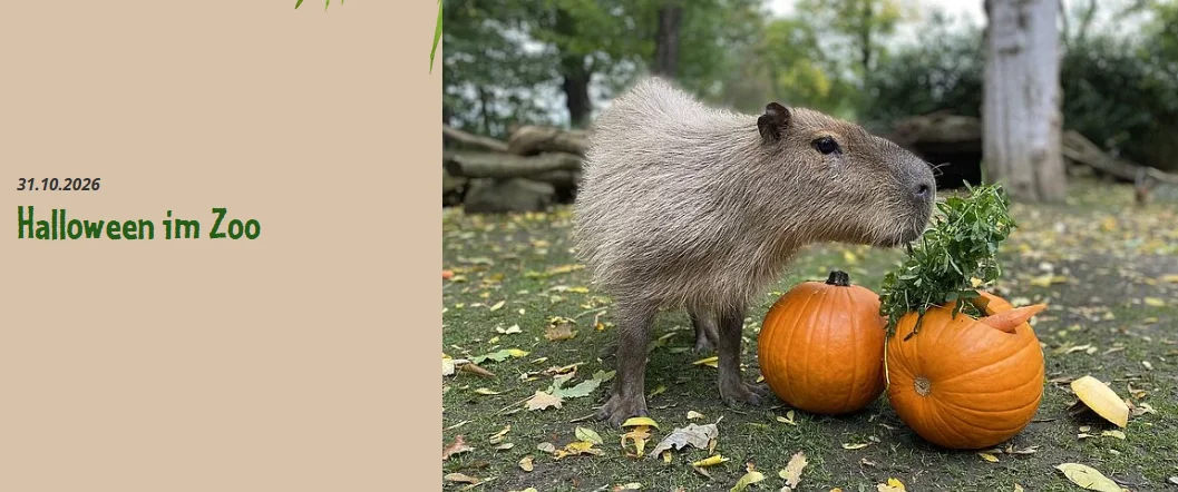 Halloween im Zoo Leipzig 2026 mit kostenlosem Eintritt für verkleidete Kinder bis 16 Jahre