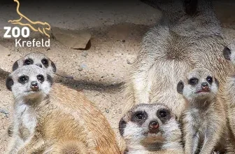 Zoo Krefeld bietet Kindern und Jugendlichen bis 17 Jahre kostenlosen Eintritt während der Herbstferien 2026