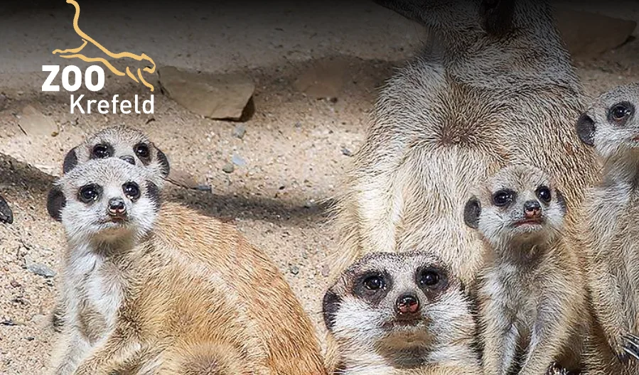 Zoo Krefeld: Kinder bis 17 Jahre kommen in den Herbstferien 2026 kostenlos rein