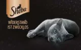 Gratis Sheba Katzenfutter Probe „Alexa schick mir eine Probe“ 🎙️