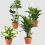 4er-Set Pflanzen 🌱 (Monstera, Einblatt, Dieffenbachie, Goldfruchtpalme) für 26,98 € inkl. Versand