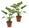 Alocasia Elefantenohr 60-70cm 2er-Set für 20,98 € inkl. Versand (statt 33,98 €)