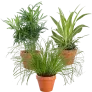 3er Set Katzenfreund Bergpalme Grünlilie Katzengras (20-40cm 12 Topf) ab 16,48 € inkl. Versand