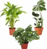 3er-Set Pflanzen: Monstera (55cm-65cm) –  Adansonii (35-40cm) – Calathea Leopardina (60-70cm) für 23,98 € inkl. Versand