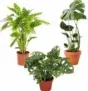 3er-Set Pflanzen: Monstera (55cm-65cm) –  Adansonii (35-40cm) – Calathea Leopardina (60-70cm) für 23,98 € inkl. Versand