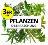 pflanzeplus 3er Set Pflanzen Überraschung für 23,98 € inkl. Versand (statt 33,97 €)