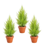 3er-Set Zimmerzypresse Goldcrest (40-50cm Ø 12-15cm Topf) für 17,48 € inkl. Versand