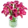 33 pinkfarbene Calla 🌸 für 26,98 € inkl. Versand