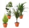 4er-Set „GREENERY“ Monstera (55-70cm)-Goldfruchtpalme (45-50cm)-Zimmerzypresse (45-55cm)-Dracaena (45-50cm) für 24,98 € inkl. Versand (statt 36,98 €)