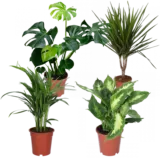 4er-Set Pflanzen 🌱 (Monstera, Dieffenbachie, Goldfruchtpalme, Drachenbaum) für 26,98 € inkl. Versand