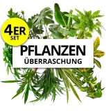 4Er-Set Pflanzenüberraschung (+/- 40-70Cm Ø 12-15Cm Topf) Ab 17,48 € Inkl. Versand (Statt 27,00 €)