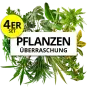 4er-Set Pflanzenüberraschung (+/- 40-70cm ø 12-15cm Topf) ab 17,48 € inkl. Versand (statt 27,00 €)